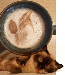 Coffee Cat